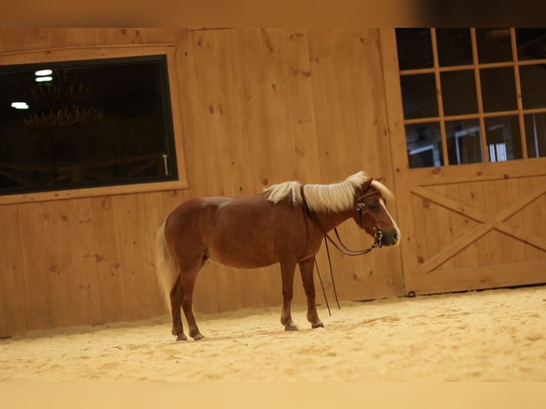Weitere Ponys/Kleinpferde Stute 6 Jahre 91 cm Palomino in Mc Connellsburg