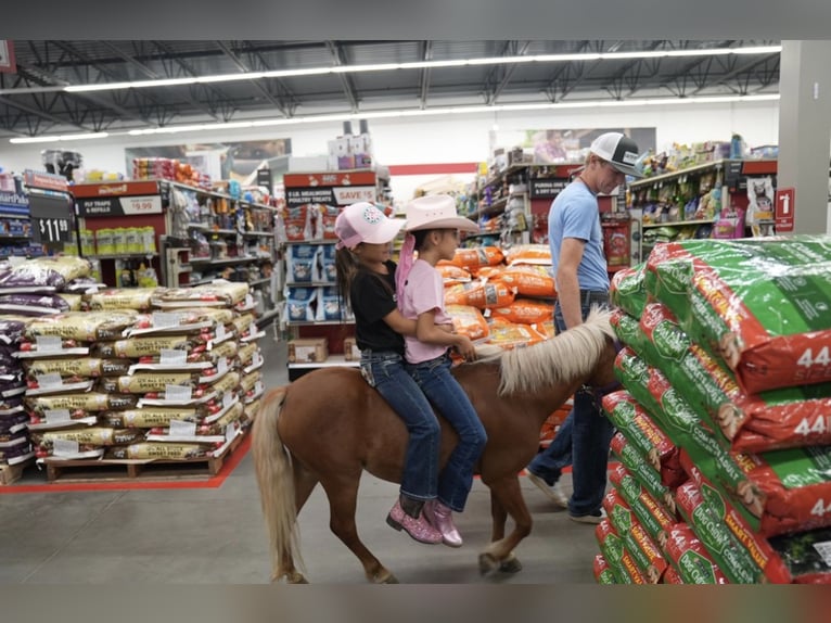 Weitere Ponys/Kleinpferde Stute 6 Jahre 91 cm Palomino in Mc Connellsburg