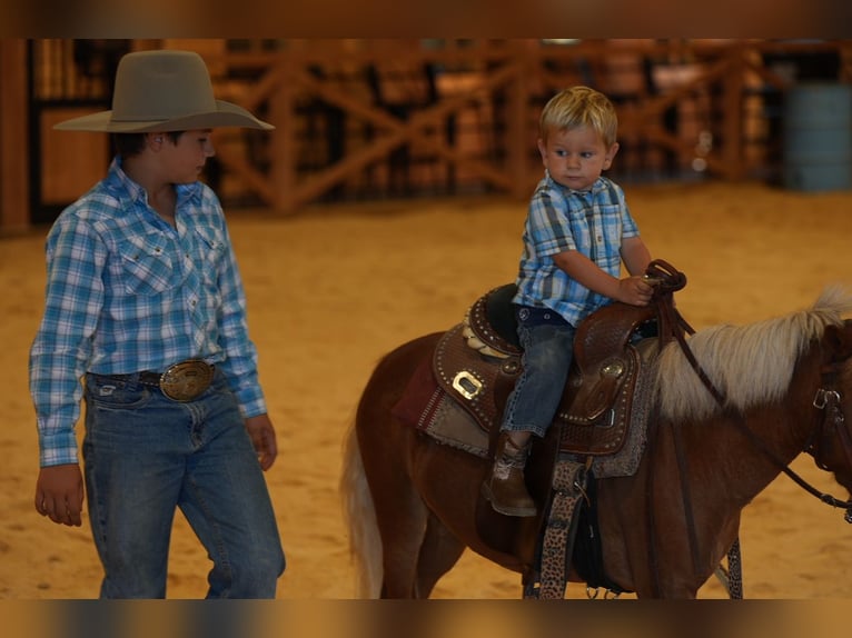Weitere Ponys/Kleinpferde Stute 6 Jahre 91 cm Palomino in Mc Connellsburg