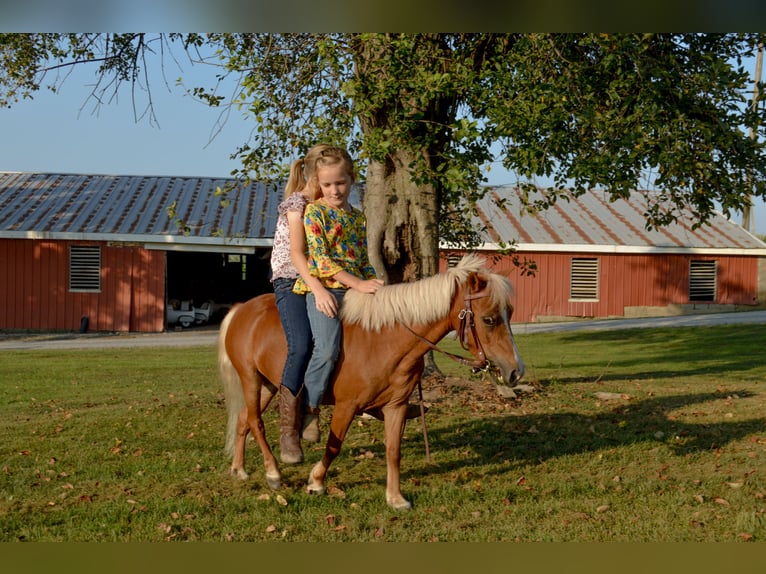 Weitere Ponys/Kleinpferde Stute 6 Jahre 91 cm Palomino in Mc Connellsburg