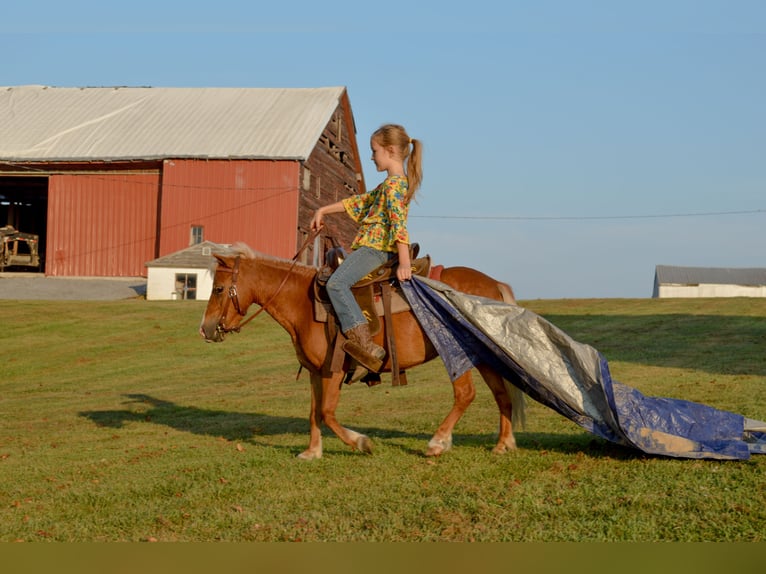 Weitere Ponys/Kleinpferde Stute 6 Jahre 91 cm Palomino in Mc Connellsburg