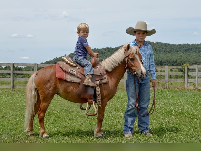Weitere Ponys/Kleinpferde Stute 6 Jahre 91 cm Palomino in Mc Connellsburg
