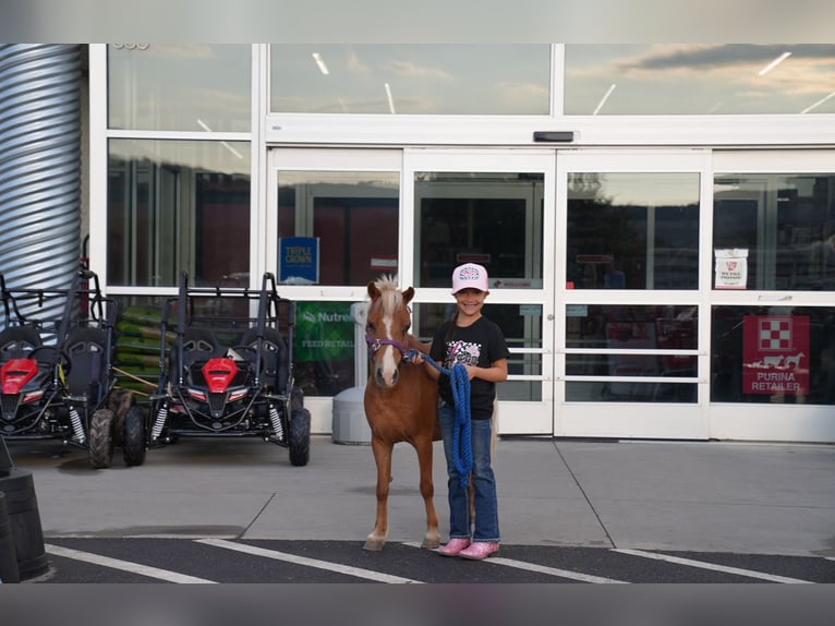 Weitere Ponys/Kleinpferde Stute 6 Jahre 91 cm Palomino in Mc Connellsburg