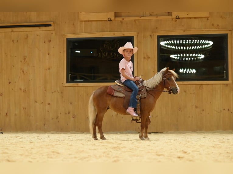 Weitere Ponys/Kleinpferde Stute 6 Jahre 91 cm Palomino in Mc Connellsburg