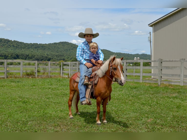 Weitere Ponys/Kleinpferde Stute 6 Jahre 91 cm Palomino in Mc Connellsburg
