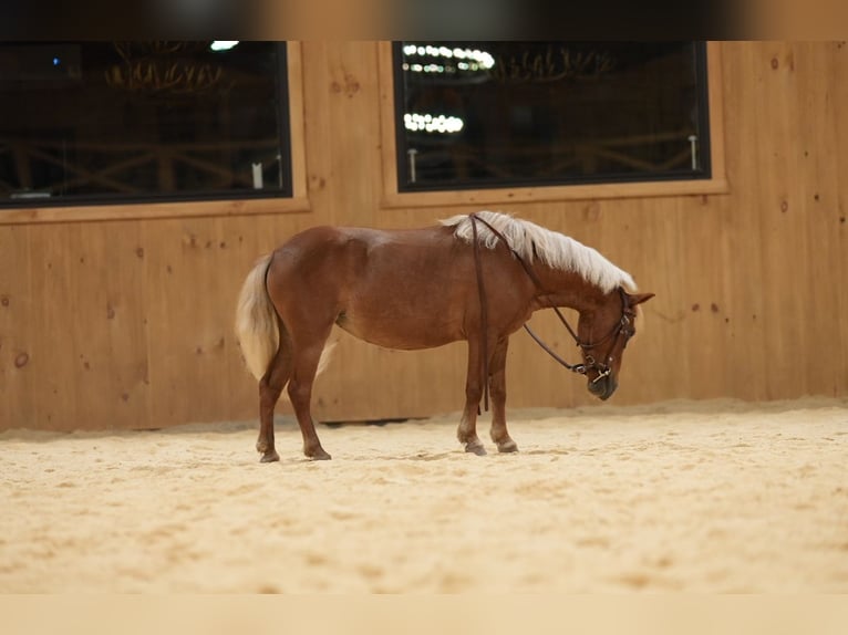 Weitere Ponys/Kleinpferde Stute 6 Jahre 91 cm Palomino in Mc Connellsburg
