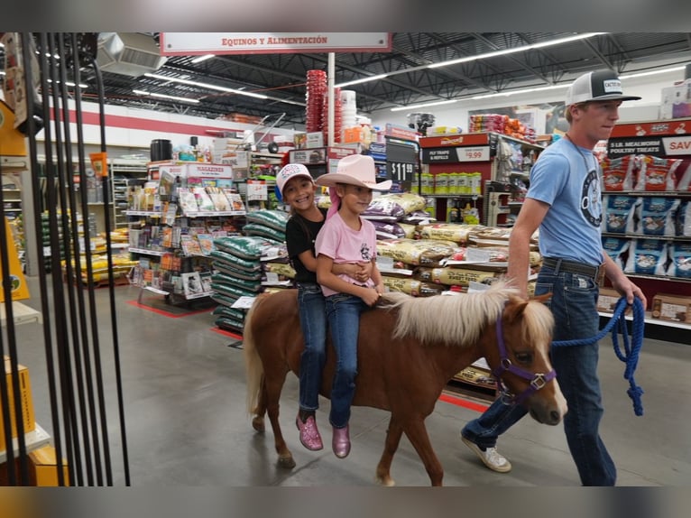 Weitere Ponys/Kleinpferde Stute 6 Jahre 91 cm Palomino in Mc Connellsburg