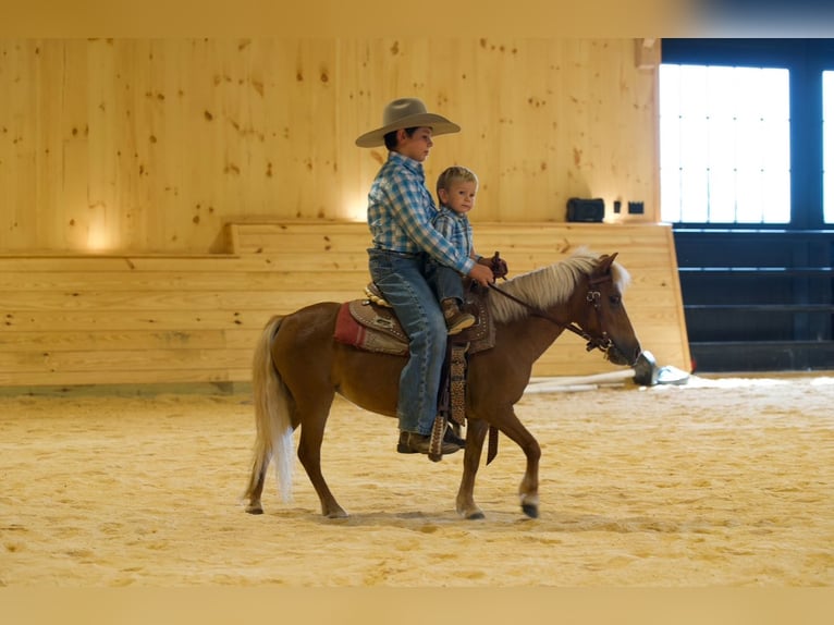 Weitere Ponys/Kleinpferde Stute 6 Jahre 91 cm Palomino in Mc Connellsburg