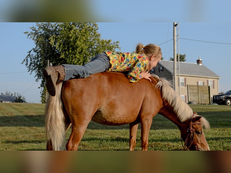 Weitere Ponys/Kleinpferde Stute 6 Jahre 91 cm Palomino in Mc Connellsburg