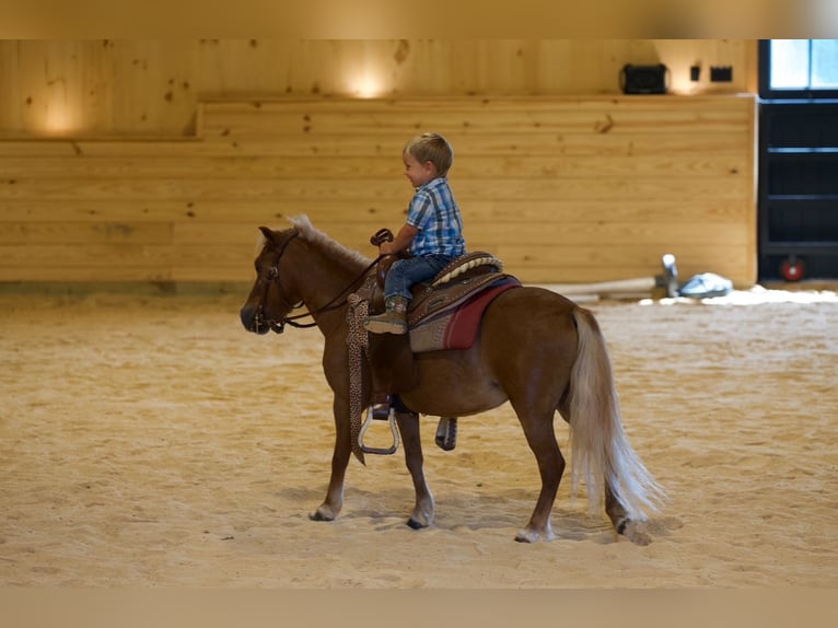 Weitere Ponys/Kleinpferde Stute 6 Jahre 91 cm Palomino in Mc Connellsburg
