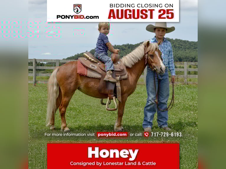 Weitere Ponys/Kleinpferde Stute 6 Jahre 91 cm Palomino in Mc Connellsburg