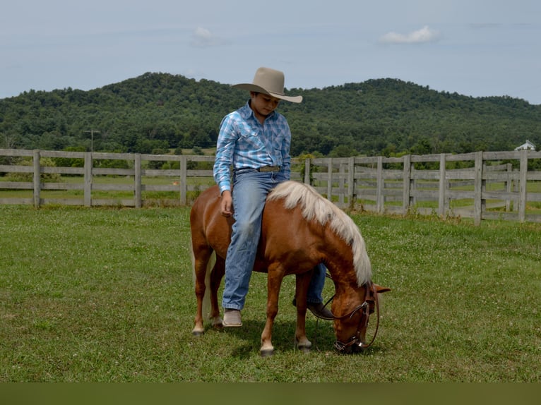 Weitere Ponys/Kleinpferde Stute 6 Jahre 91 cm Palomino in Mc Connellsburg