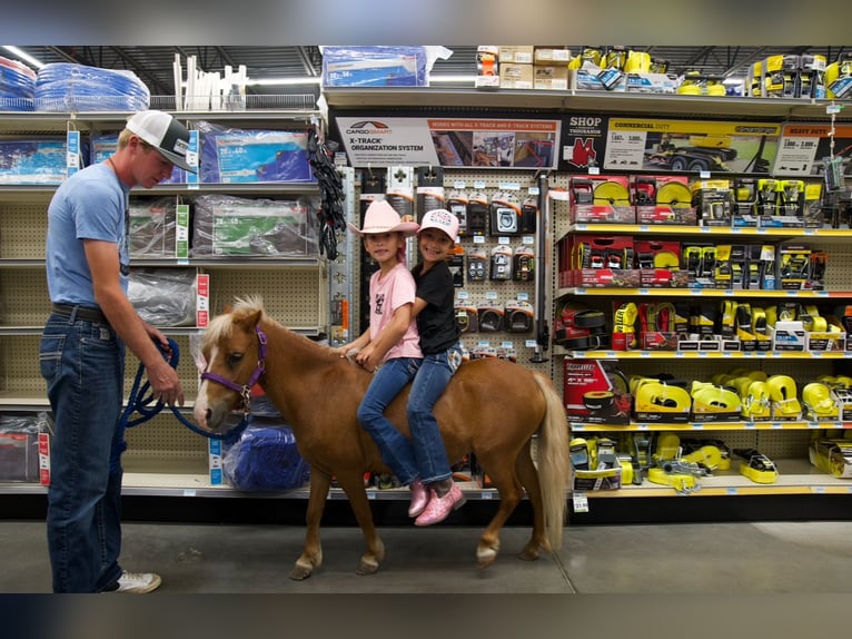 Weitere Ponys/Kleinpferde Stute 6 Jahre 91 cm Palomino in Mc Connellsburg