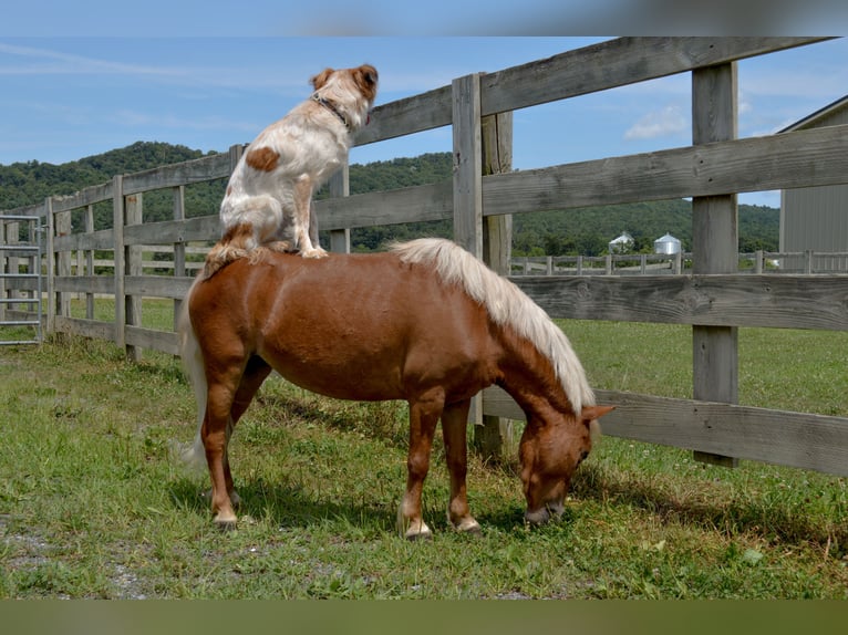 Weitere Ponys/Kleinpferde Stute 6 Jahre 91 cm Palomino in Mc Connellsburg