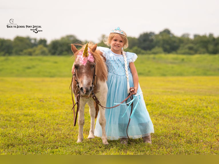 Weitere Ponys/Kleinpferde Stute 6 Jahre 91 cm Roan-Bay in Clover