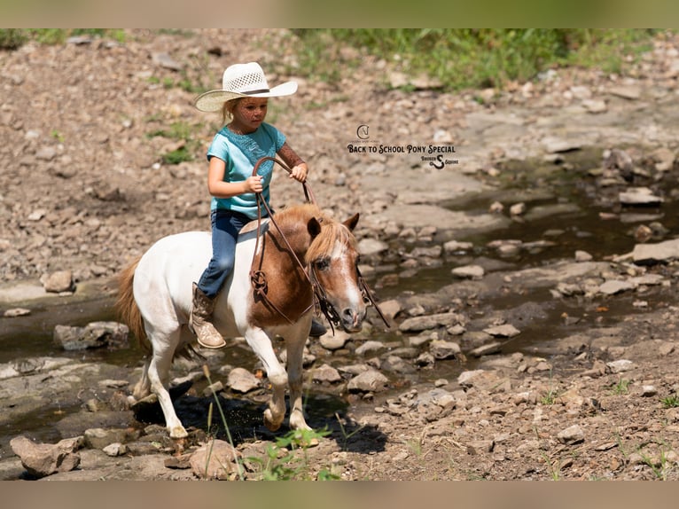 Weitere Ponys/Kleinpferde Stute 6 Jahre 91 cm Roan-Bay in Clover