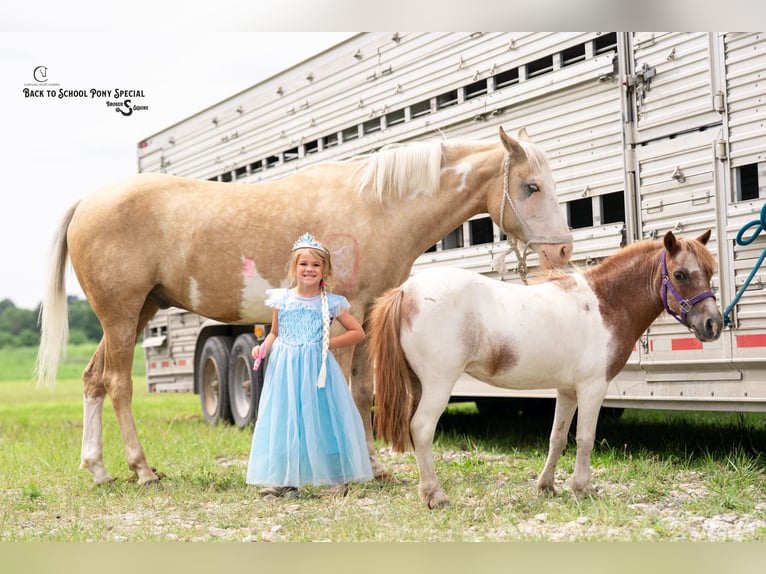Weitere Ponys/Kleinpferde Stute 6 Jahre 91 cm Roan-Bay in Clover