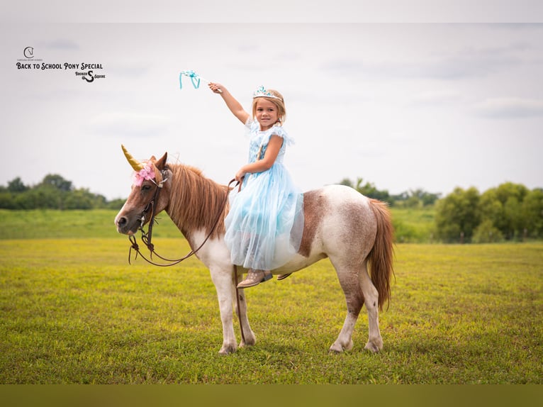 Weitere Ponys/Kleinpferde Stute 6 Jahre 91 cm Roan-Bay in Clover