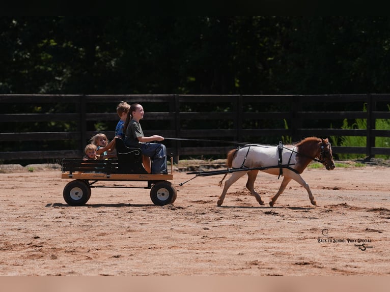 Weitere Ponys/Kleinpferde Stute 6 Jahre 91 cm Roan-Bay in Clover
