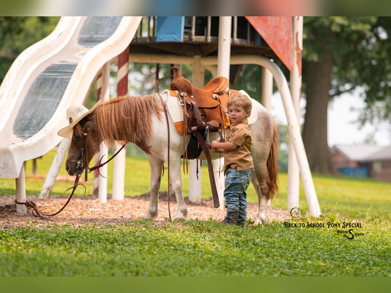 Weitere Ponys/Kleinpferde Stute 6 Jahre 91 cm Roan-Bay in Clover