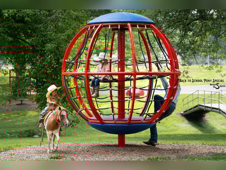 Weitere Ponys/Kleinpferde Stute 6 Jahre 91 cm Roan-Bay in Clover