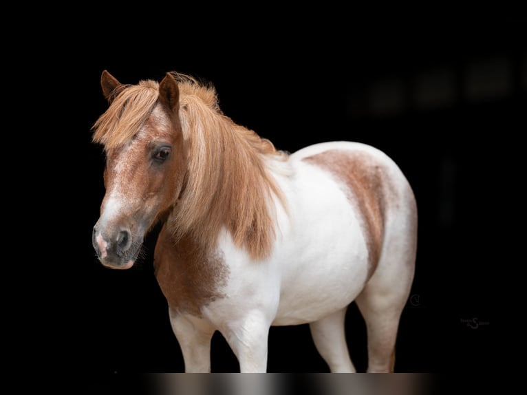 Weitere Ponys/Kleinpferde Stute 6 Jahre 91 cm Roan-Bay in Clover