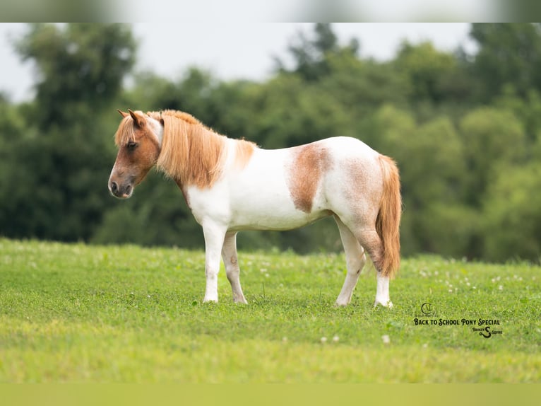 Weitere Ponys/Kleinpferde Stute 6 Jahre 91 cm Roan-Bay in Clover