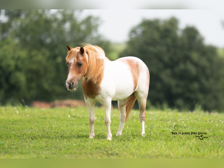 Weitere Ponys/Kleinpferde Stute 6 Jahre 91 cm Roan-Bay in Clover