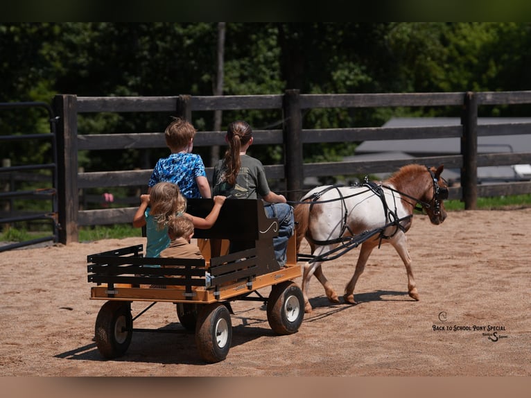 Weitere Ponys/Kleinpferde Stute 6 Jahre 91 cm Roan-Bay in Clover