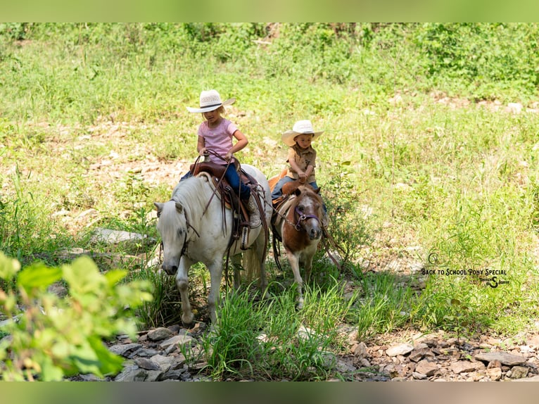 Weitere Ponys/Kleinpferde Stute 6 Jahre 91 cm Roan-Bay in Clover