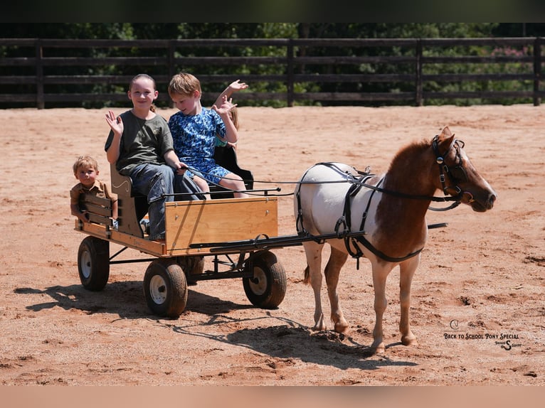 Weitere Ponys/Kleinpferde Stute 6 Jahre 91 cm Roan-Bay in Clover