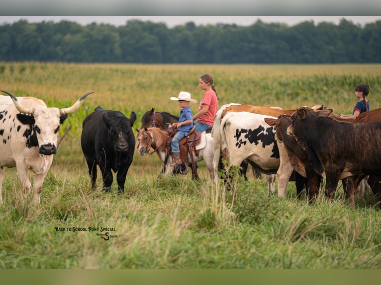 Weitere Ponys/Kleinpferde Stute 6 Jahre 91 cm Roan-Bay in Clover