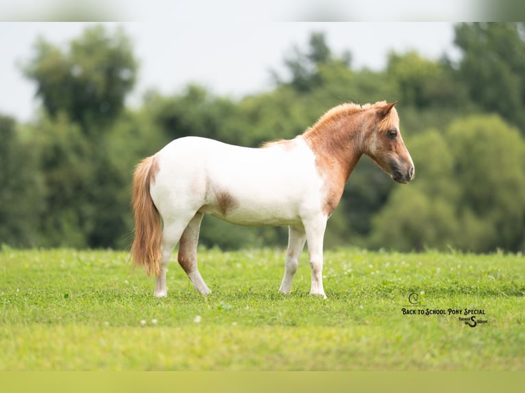 Weitere Ponys/Kleinpferde Stute 6 Jahre 91 cm Roan-Bay in Clover