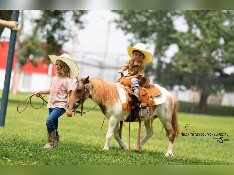 Weitere Ponys/Kleinpferde Stute 6 Jahre 91 cm Roan-Bay in Clover