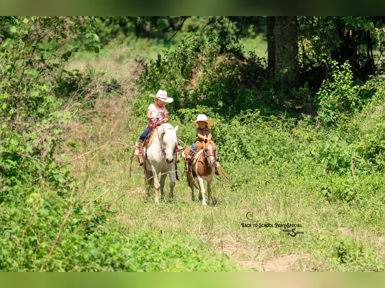 Weitere Ponys/Kleinpferde Stute 6 Jahre 91 cm Roan-Bay in Clover