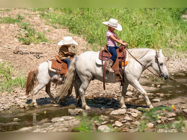Weitere Ponys/Kleinpferde Stute 6 Jahre 91 cm Roan-Bay in Clover
