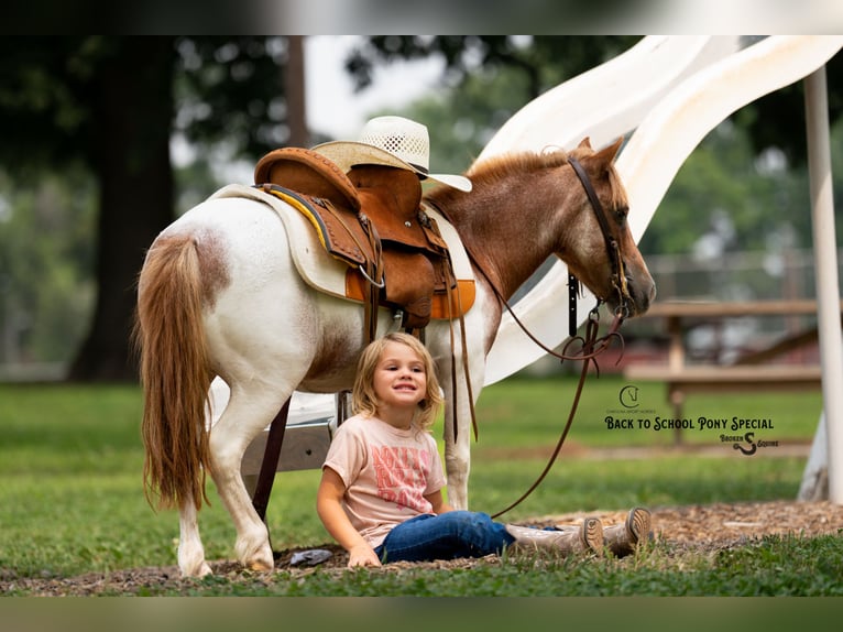 Weitere Ponys/Kleinpferde Stute 6 Jahre 91 cm Roan-Bay in Clover