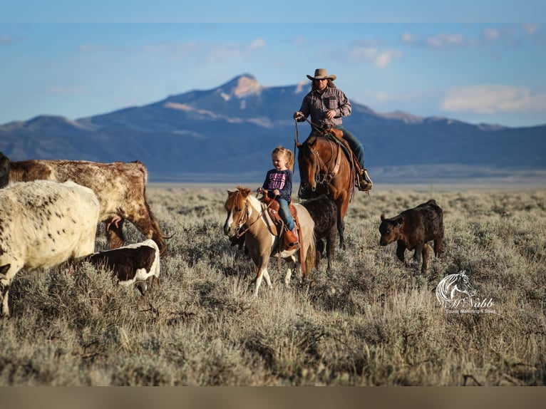 Weitere Ponys/Kleinpferde Stute 6 Jahre 97 cm Tobiano-alle-Farben in Cody, WY