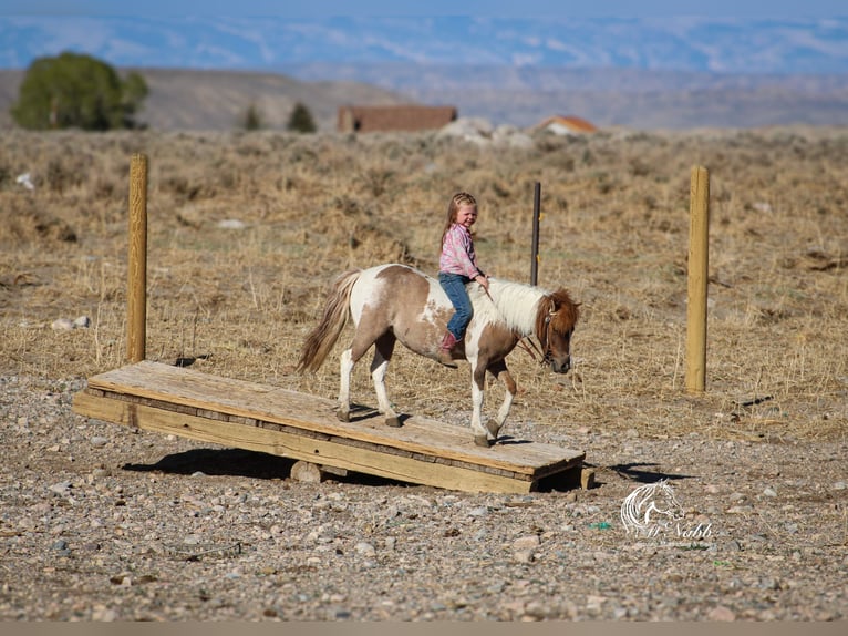 Weitere Ponys/Kleinpferde Stute 6 Jahre 97 cm Tobiano-alle-Farben in Cody, WY