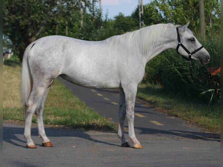 Weitere Ponys/Kleinpferde Stute 6 Jahre Schimmel in Gyula