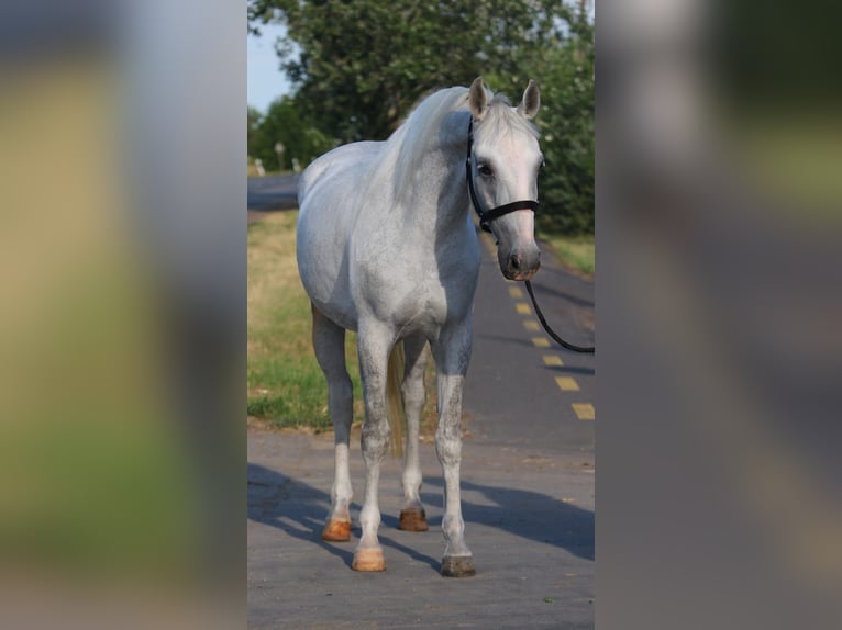 Weitere Ponys/Kleinpferde Stute 6 Jahre Schimmel in Gyula