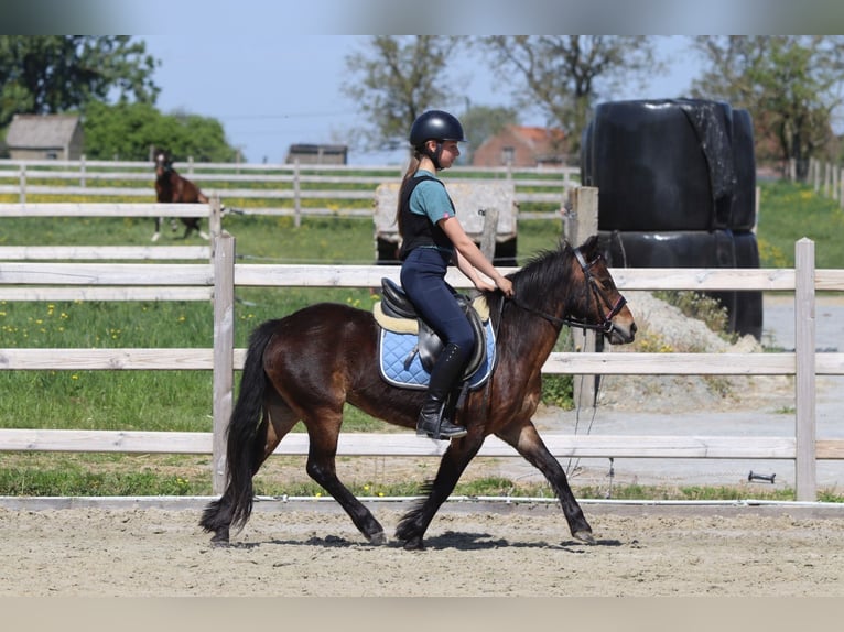 Weitere Ponys/Kleinpferde Stute 7 Jahre 121 cm Brauner in Bogaarden