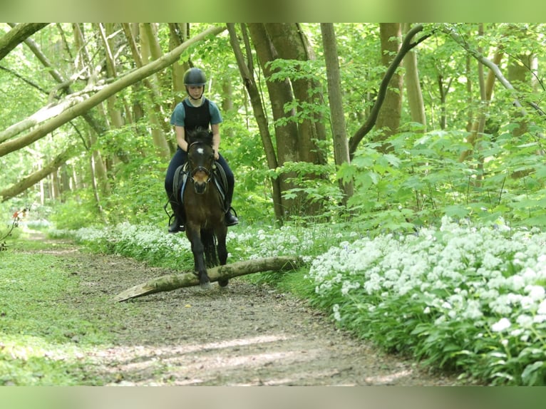 Weitere Ponys/Kleinpferde Stute 7 Jahre 121 cm Brauner in Bogaarden