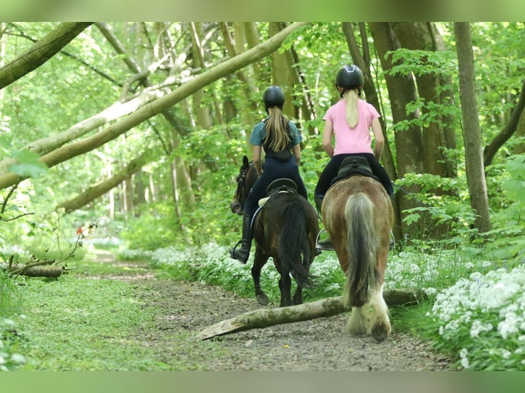 Weitere Ponys/Kleinpferde Stute 7 Jahre 121 cm Brauner in Bogaarden