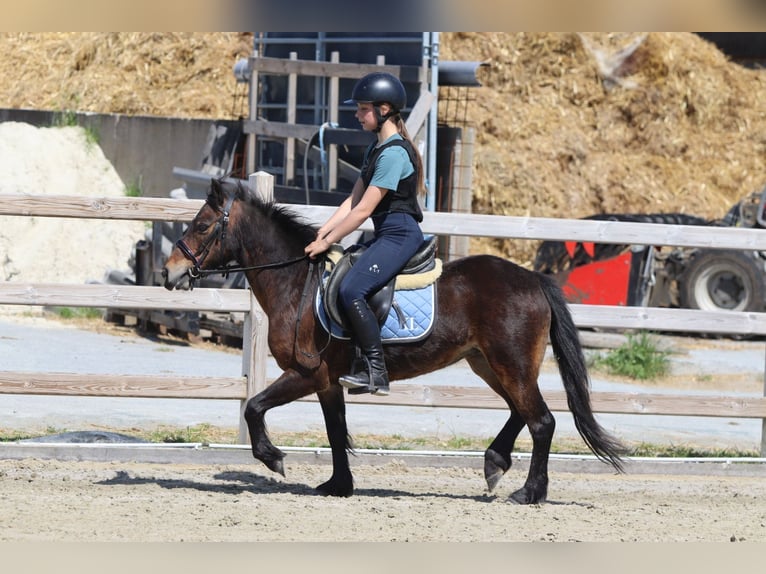 Weitere Ponys/Kleinpferde Stute 7 Jahre 121 cm Brauner in Bogaarden