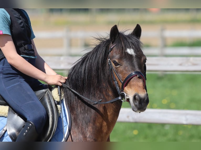 Weitere Ponys/Kleinpferde Stute 7 Jahre 121 cm Brauner in Bogaarden
