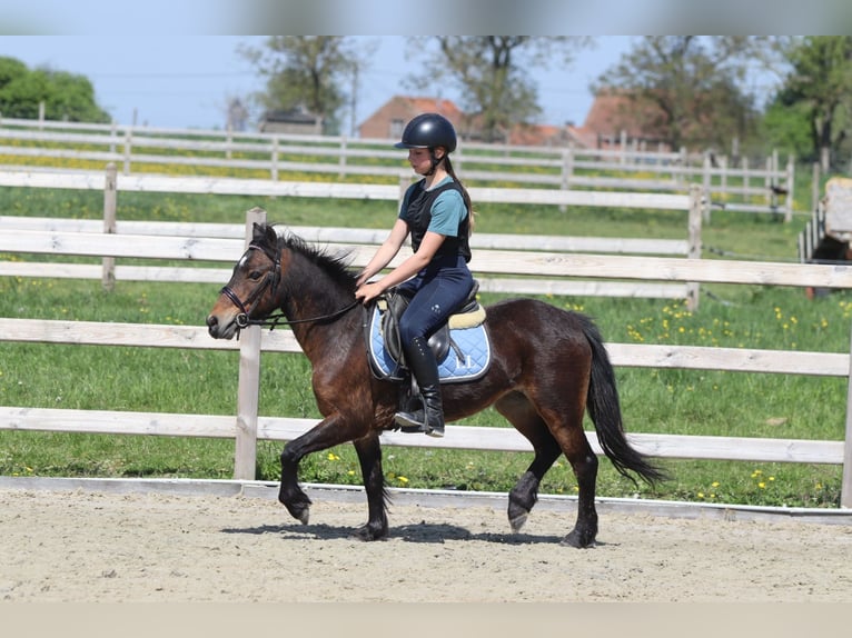 Weitere Ponys/Kleinpferde Stute 7 Jahre 121 cm Brauner in Bogaarden