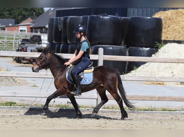 Weitere Ponys/Kleinpferde Stute 7 Jahre 121 cm Brauner in Bogaarden
