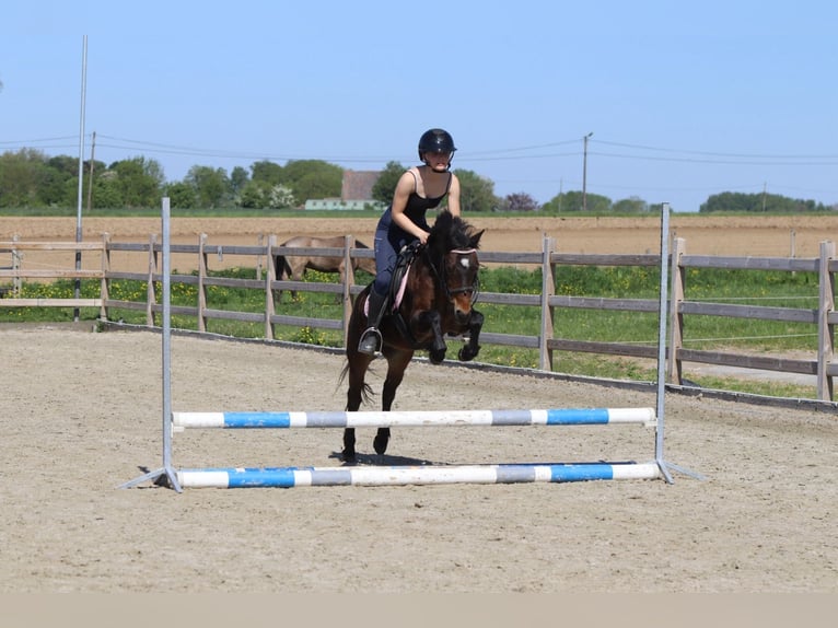 Weitere Ponys/Kleinpferde Stute 7 Jahre 121 cm Brauner in Bogaarden