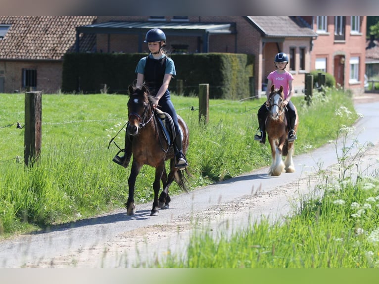 Weitere Ponys/Kleinpferde Stute 7 Jahre 121 cm Brauner in Bogaarden